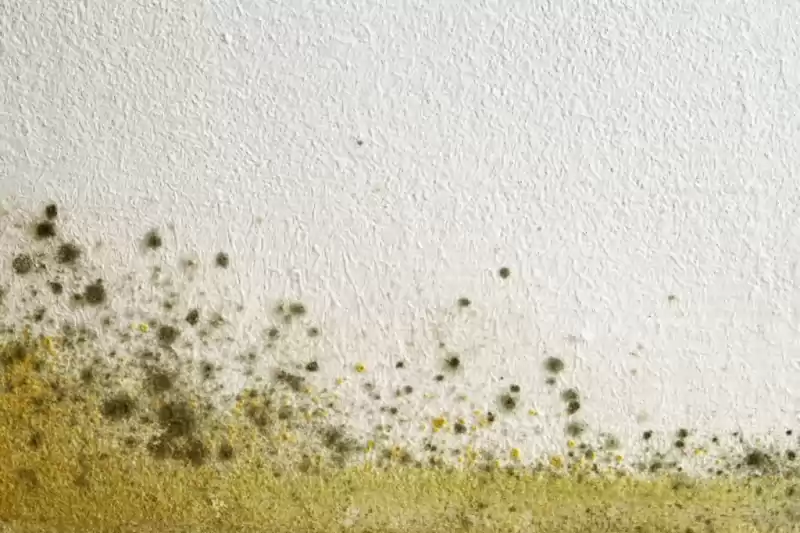 Photo for 4 Important Things to Understand About Mould in the Workplace