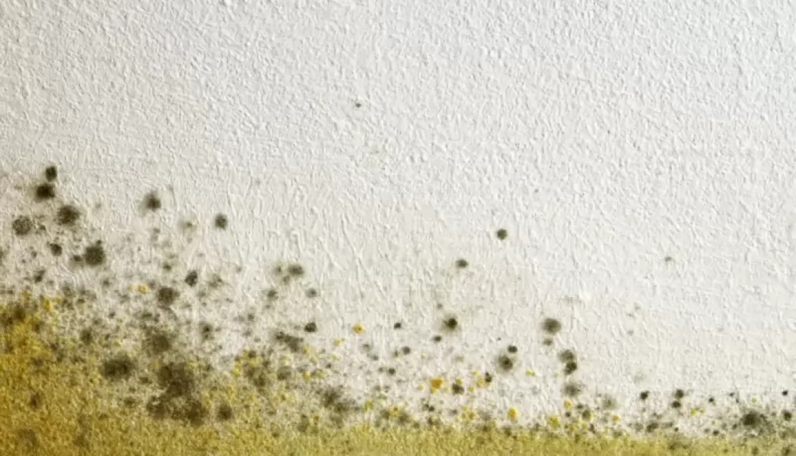 Key Facts About Mould in the Workplace