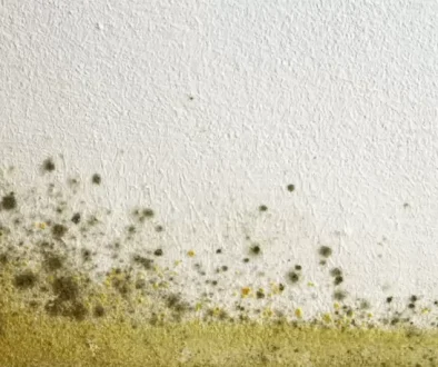 Key Facts About Mould in the Workplace