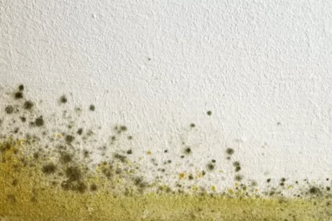 Key Facts About Mould in the Workplace